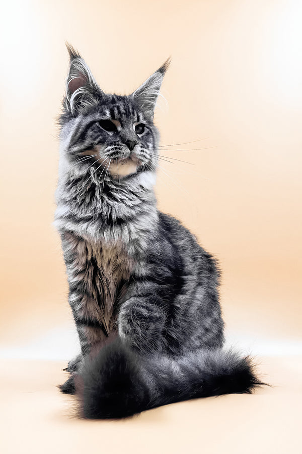 Mers | Maine Coon Kitten