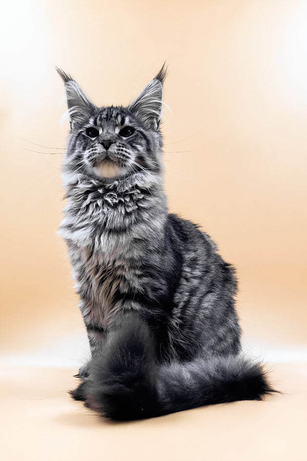Mers | Maine Coon Kitten