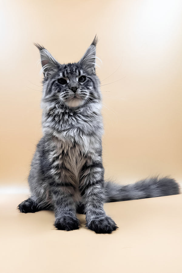Mers | Maine Coon Kitten