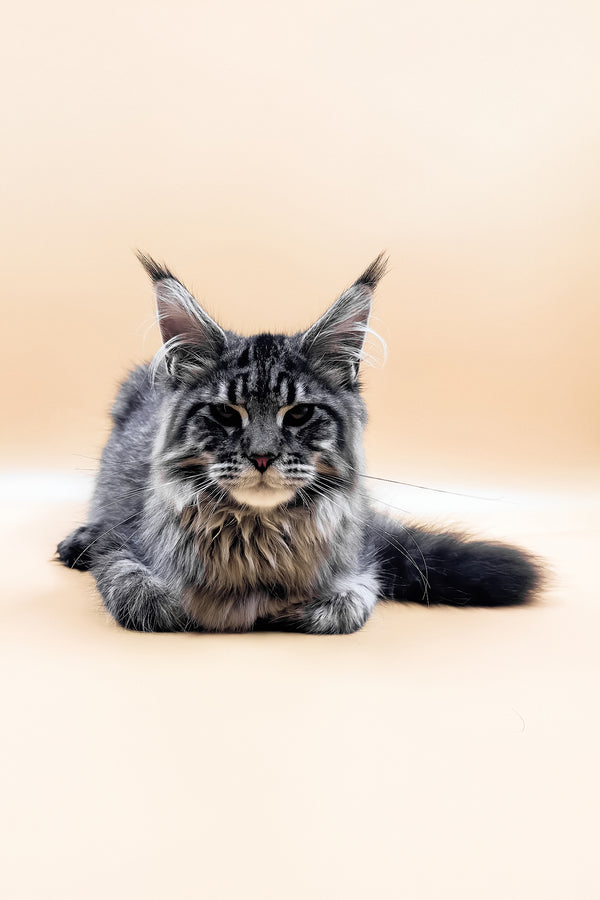 Mers | Maine Coon Kitten