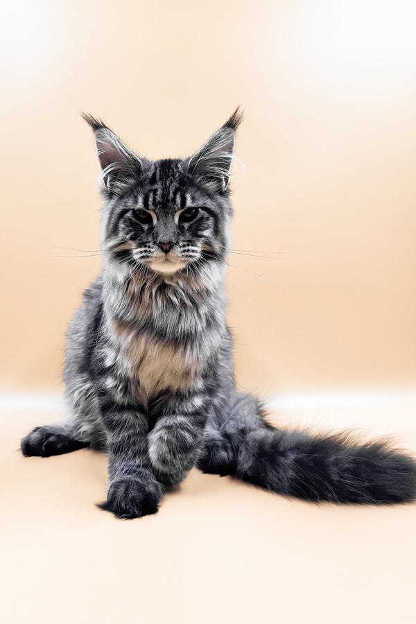 Mers | Maine Coon Kitten