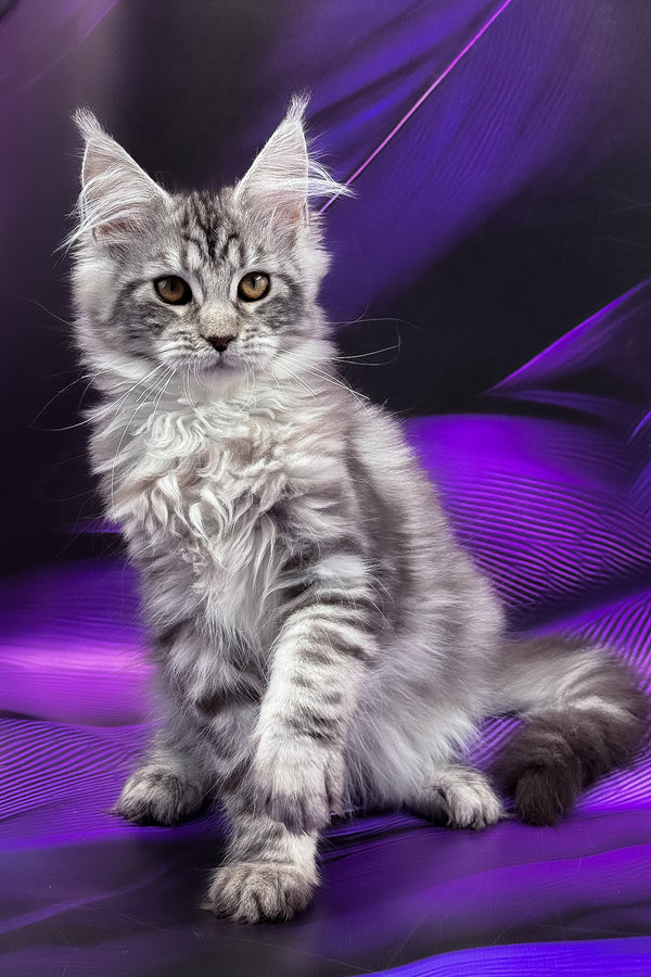 Merx | Maine Coon Kitten