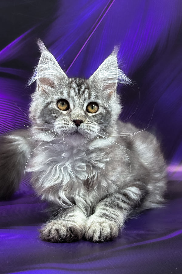 Merx | Maine Coon Kitten