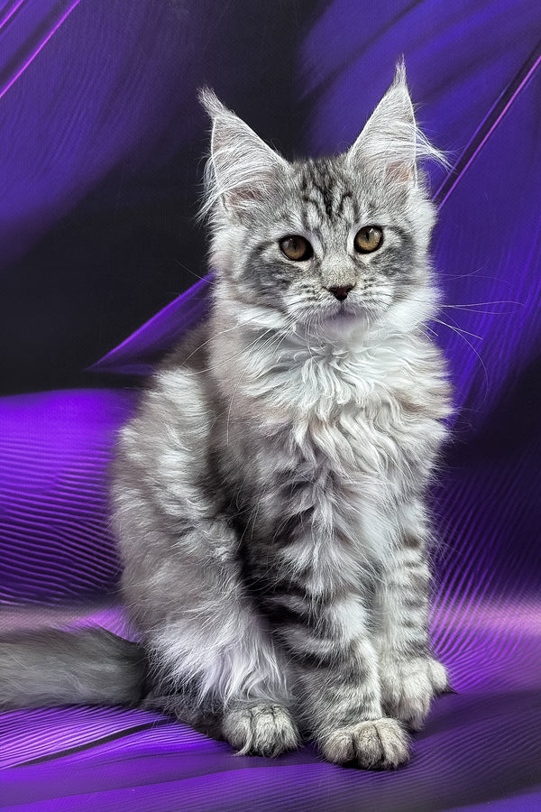 Merx | Maine Coon Kitten