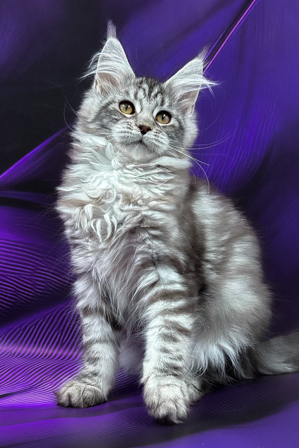 Merx | Maine Coon Kitten