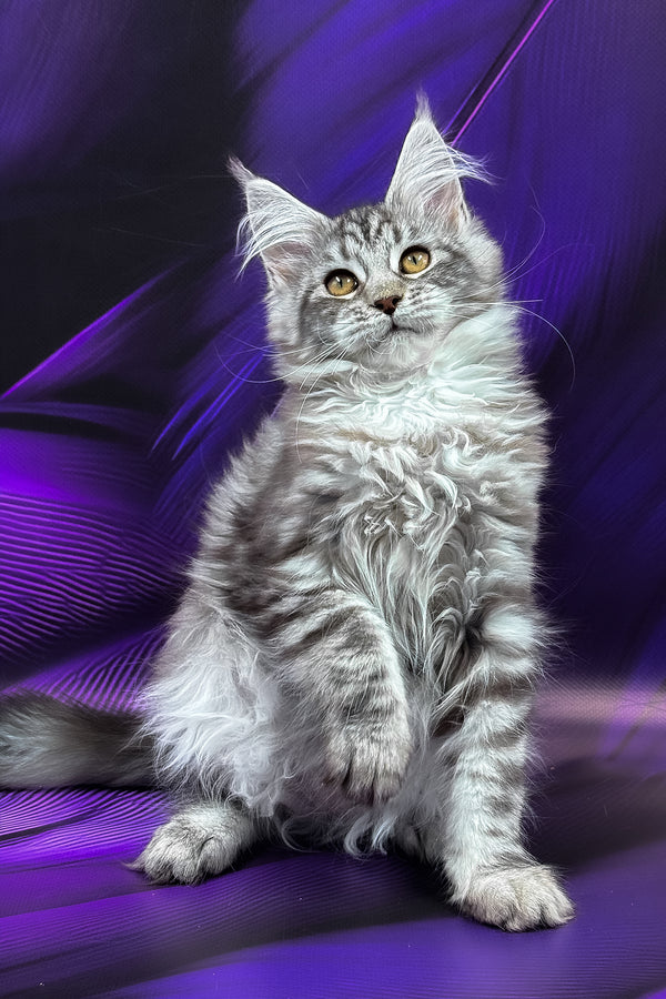 Merx | Maine Coon Kitten
