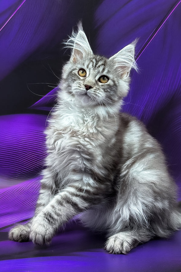 Merx | Maine Coon Kitten