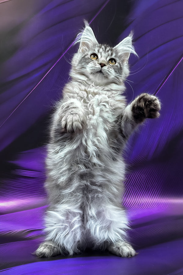 Merx | Maine Coon Kitten