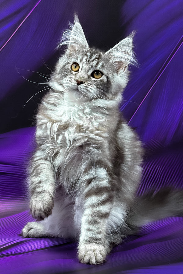 Merx | Maine Coon Kitten