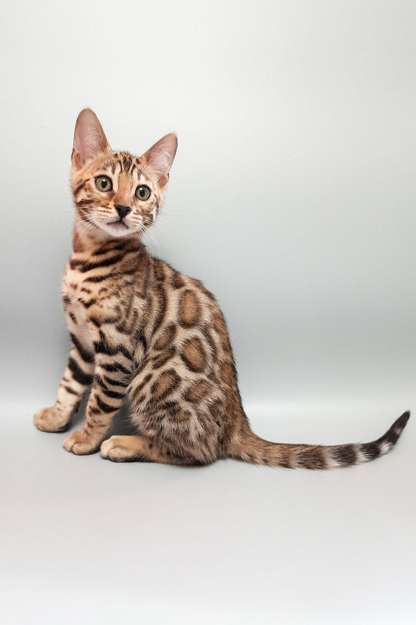 Messi | Bengal Kitten