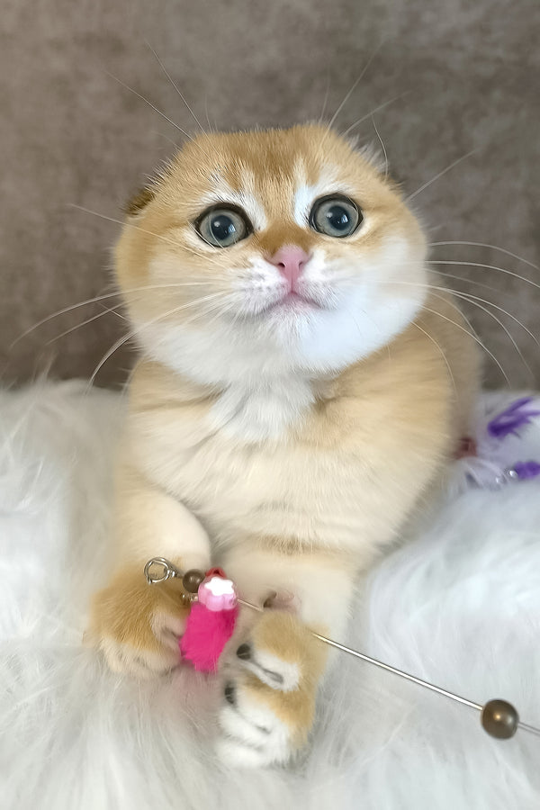Mia | Scottish Fold Kitten