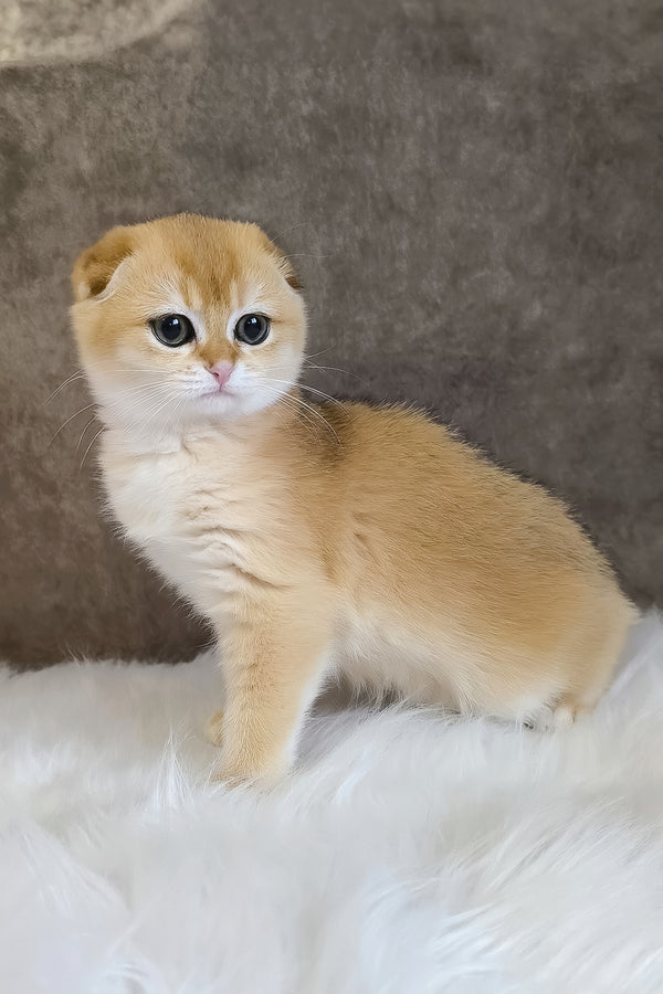 Mia | Scottish Fold Kitten