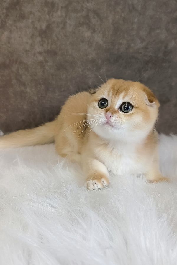 Mia | Scottish Fold Kitten