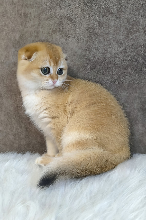 Mia | Scottish Fold Kitten