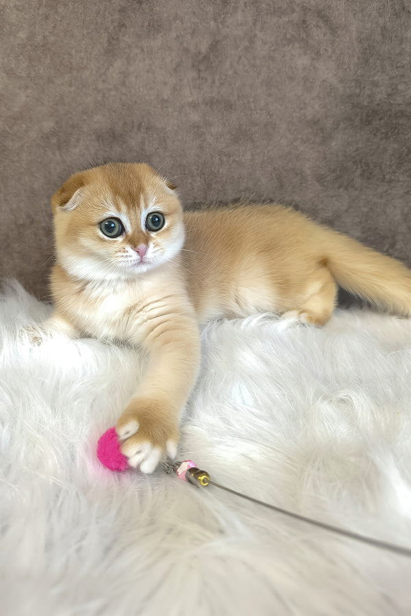 Mia | Scottish Fold Kitten