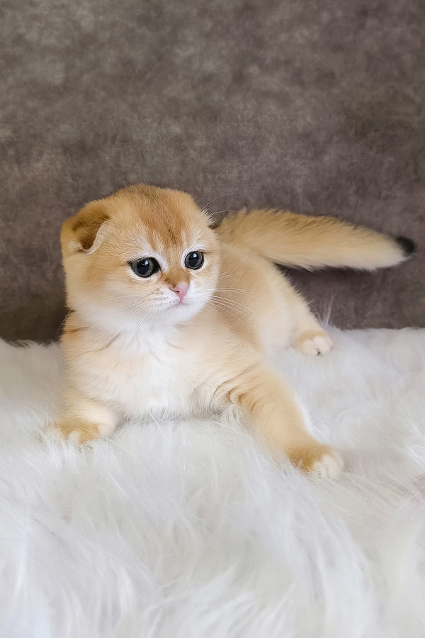 Mia | Scottish Fold Kitten