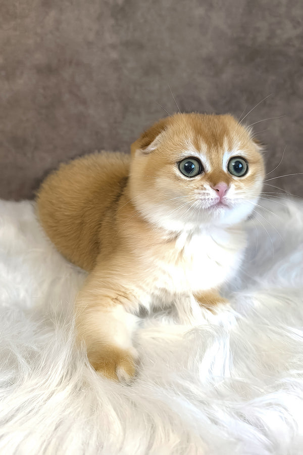 Mia | Scottish Fold Kitten