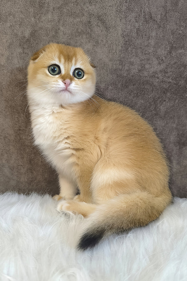 Mia | Scottish Fold Kitten