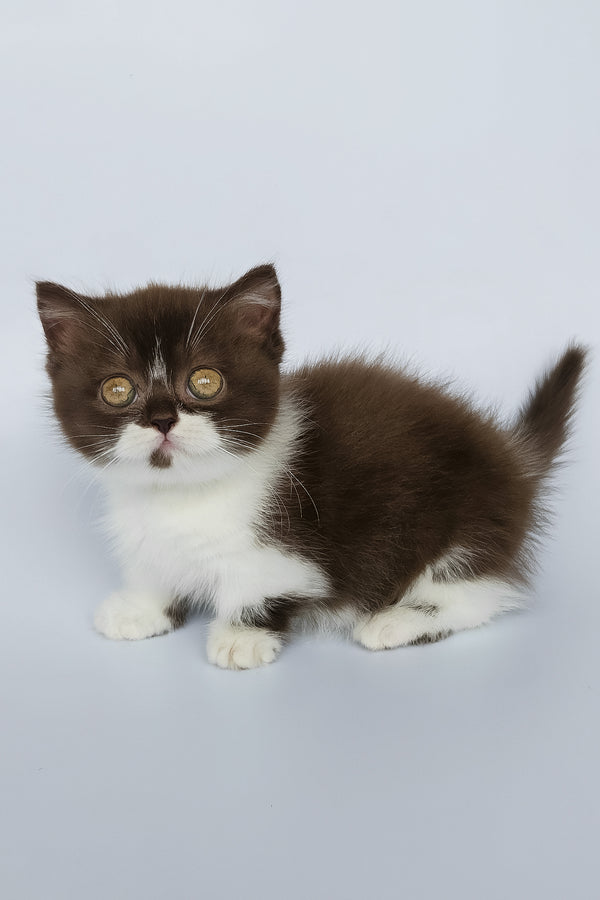 Mia | Munchkin Kitten