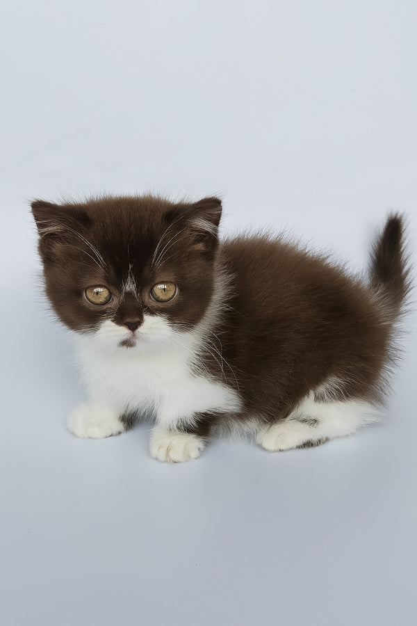 Mia | Munchkin Kitten