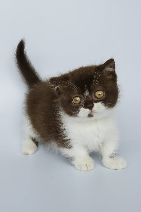 Mia | Munchkin Kitten