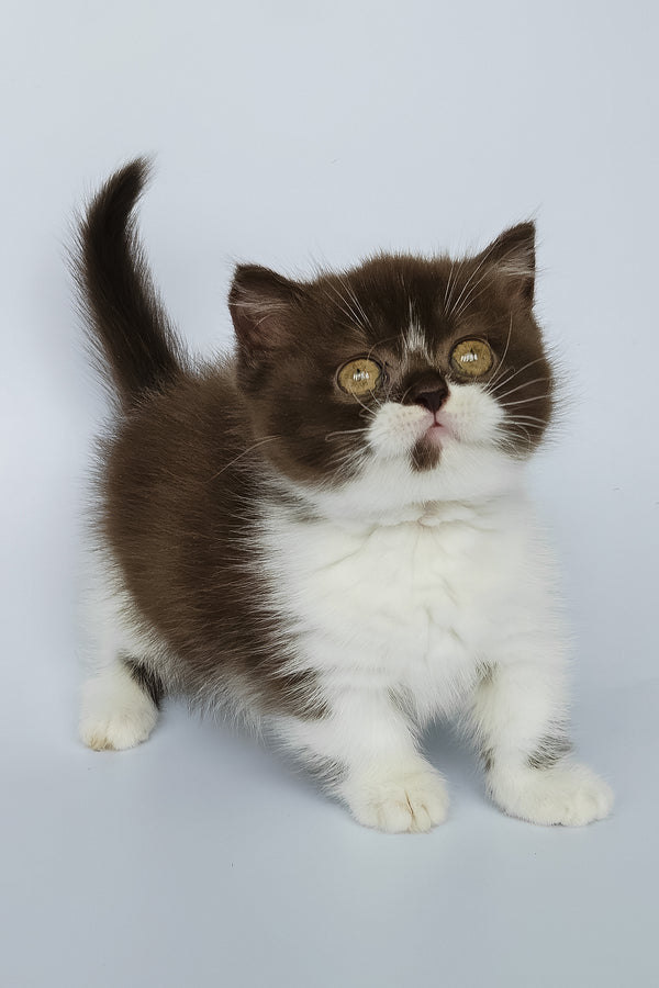 Mia | Munchkin Kitten