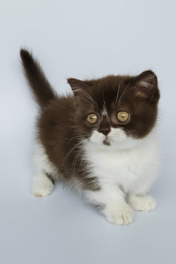 Mia | Munchkin Kitten