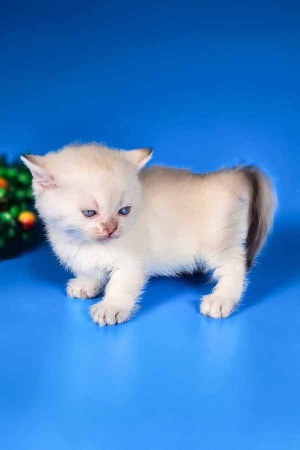Michael | Munchkin Kitten