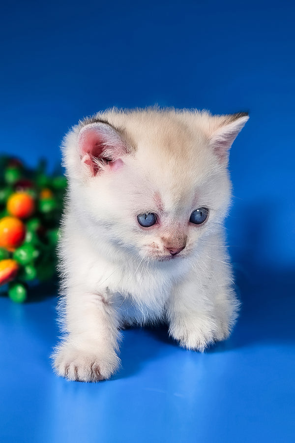 Michael | Munchkin Kitten