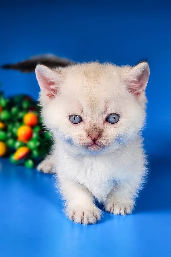 Michael | Munchkin Kitten