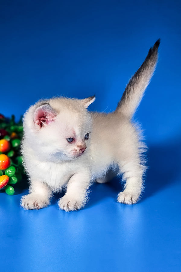 Michael | Munchkin Kitten