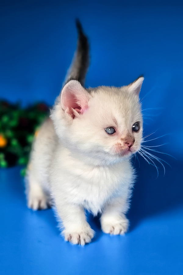 Michael | Munchkin Kitten