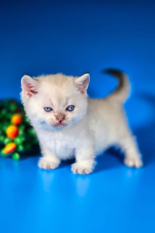 Michael | Munchkin Kitten