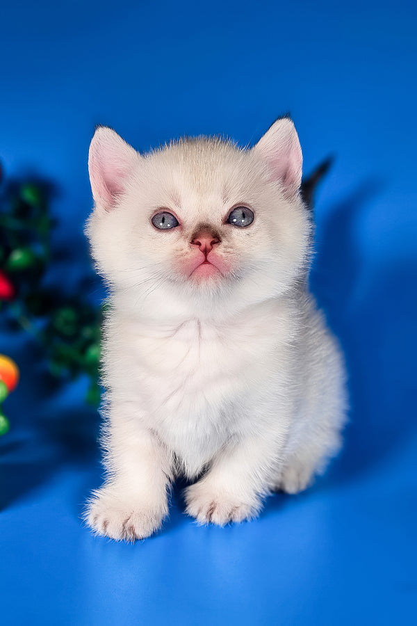 Michael | Munchkin Kitten