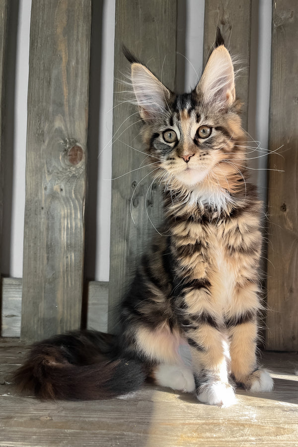 Michelle | Maine Coon Kitten