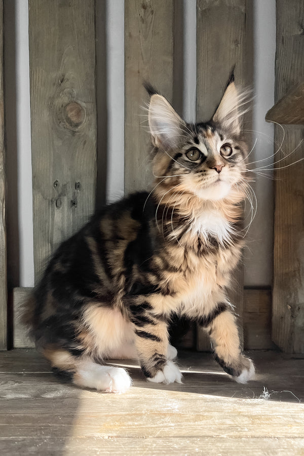 Michelle | Maine Coon Kitten