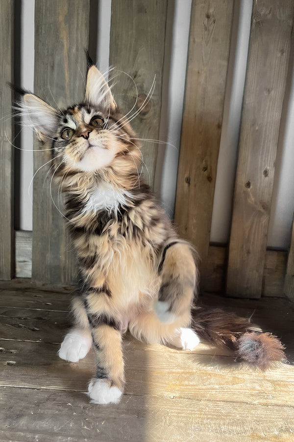 Michelle | Maine Coon Kitten