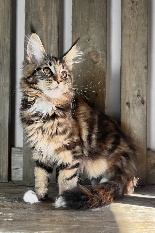 Michelle | Maine Coon Kitten