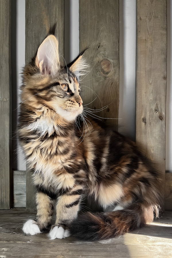 Michelle | Maine Coon Kitten