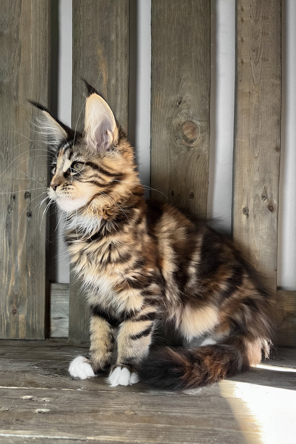 Michelle | Maine Coon Kitten