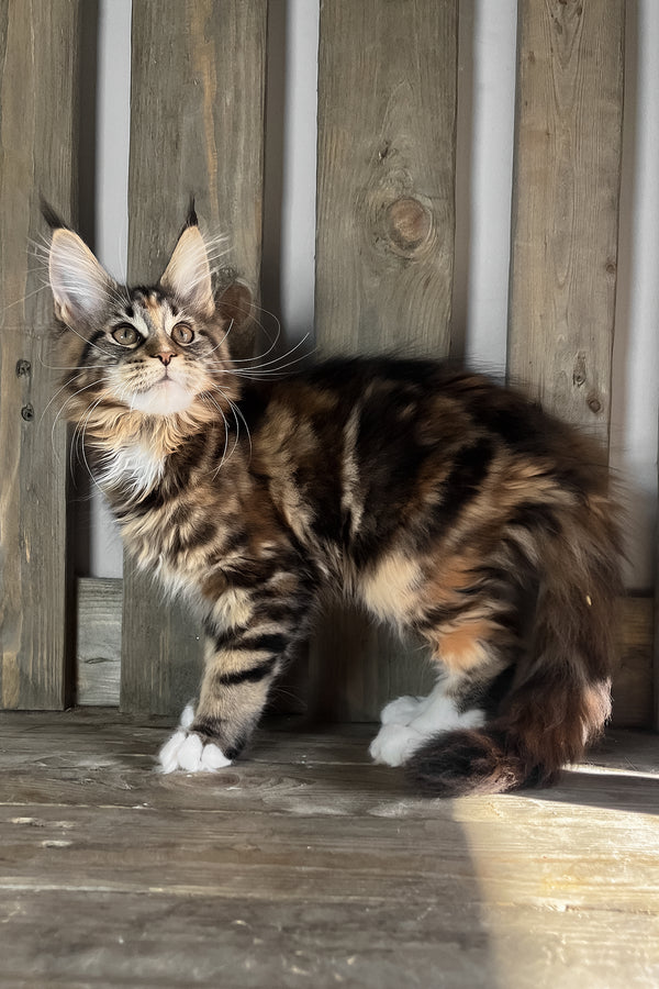 Michelle | Maine Coon Kitten
