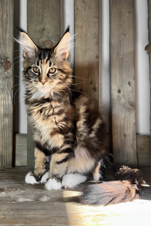 Michelle | Maine Coon Kitten