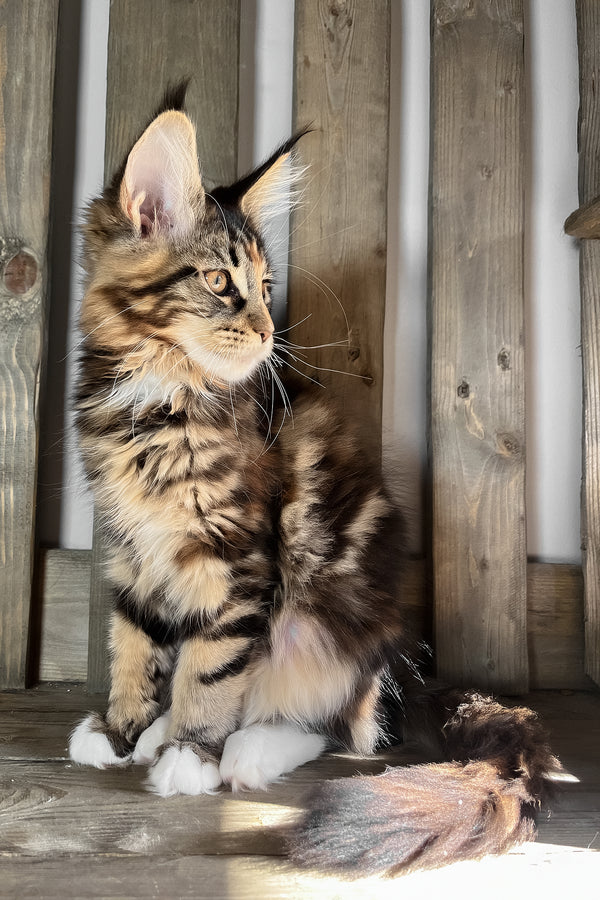 Michelle | Maine Coon Kitten