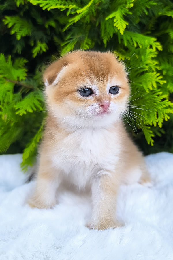 Mickey | Scottish Fold Kitten