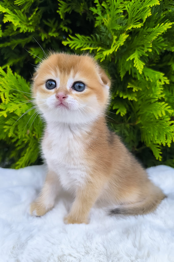 Mickey | Scottish Fold Kitten