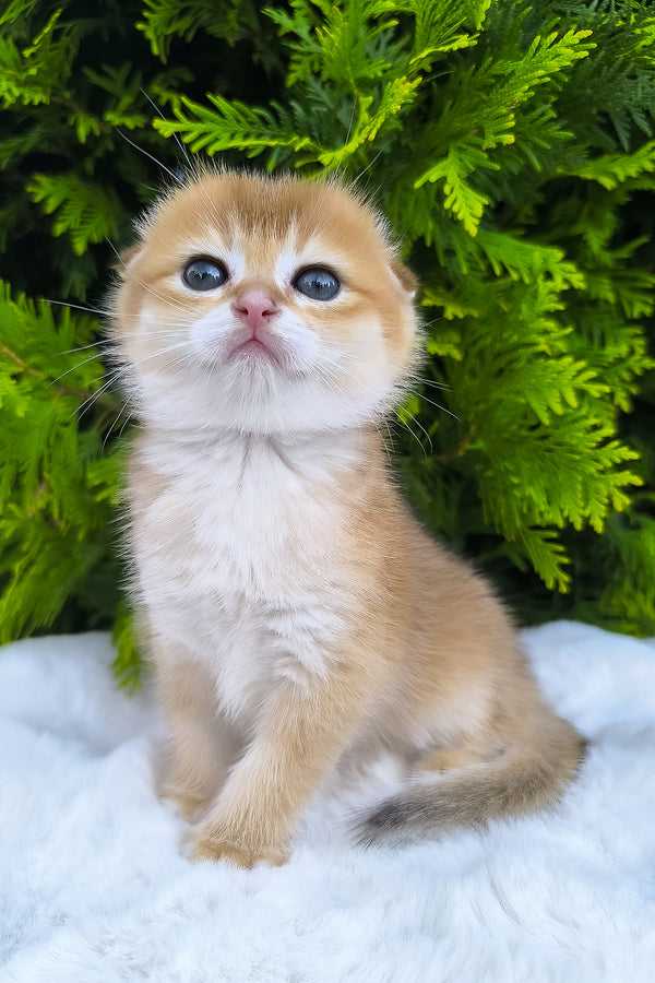 Mickey | Scottish Fold Kitten