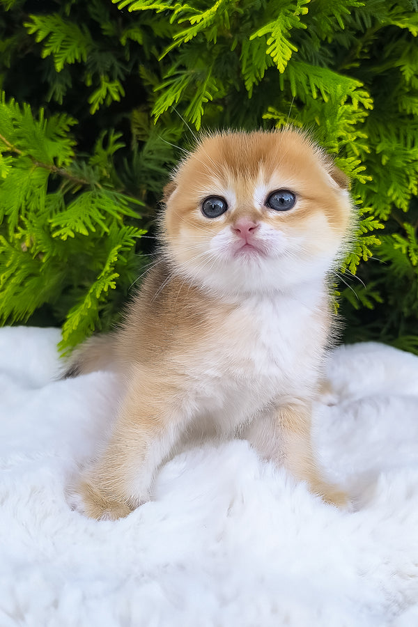 Mickey | Scottish Fold Kitten