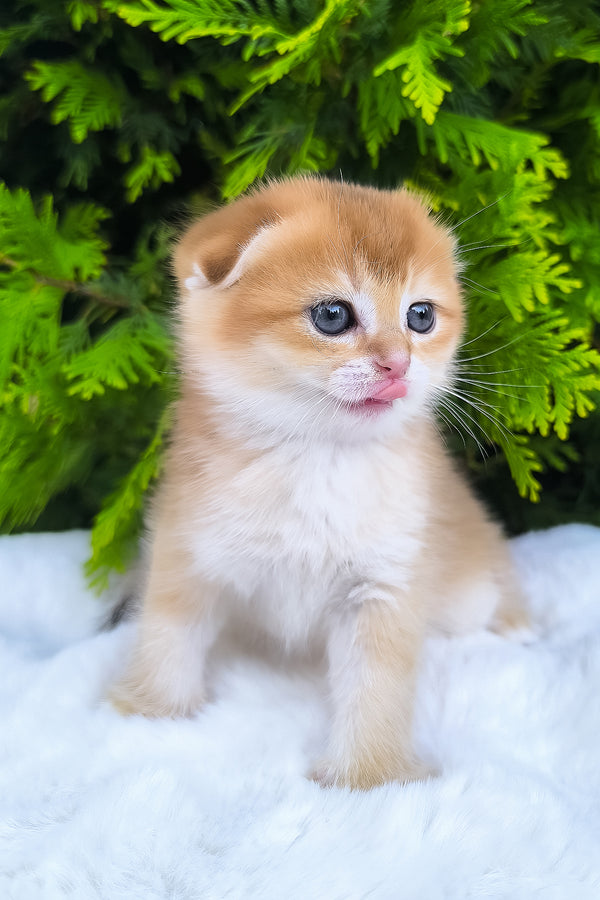 Mickey | Scottish Fold Kitten