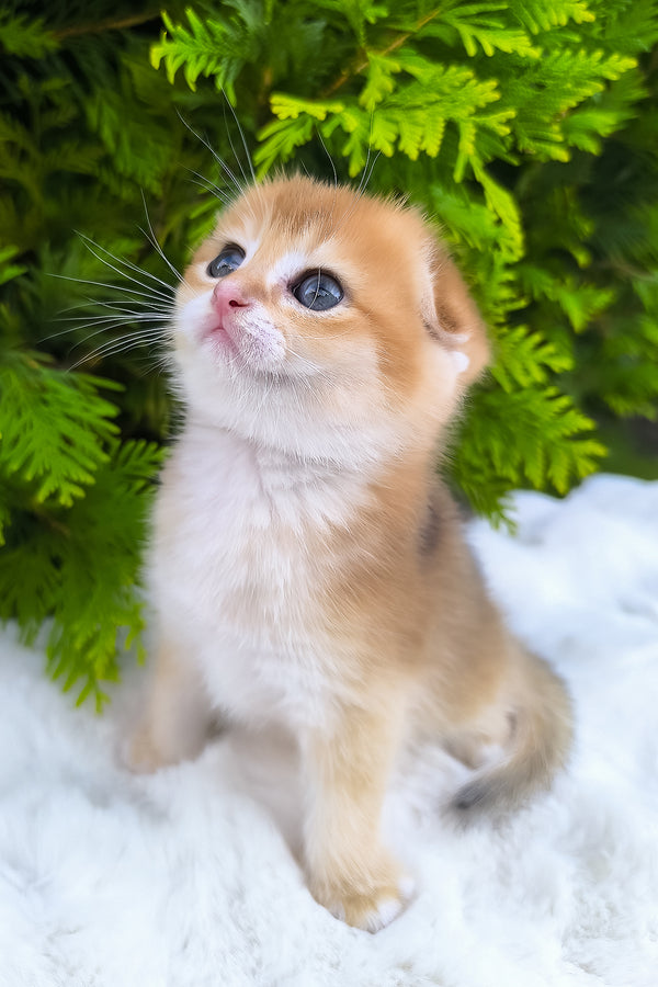 Mickey | Scottish Fold Kitten