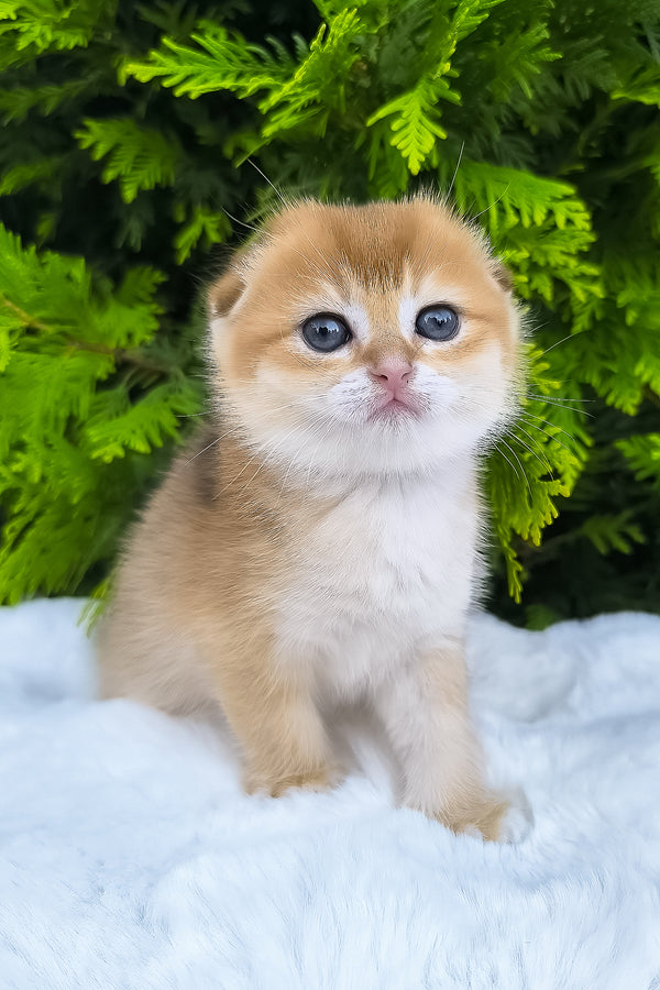 Mickey | Scottish Fold Kitten